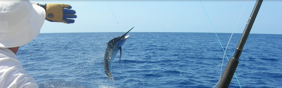 Black Marlin Fishing Port Douglas